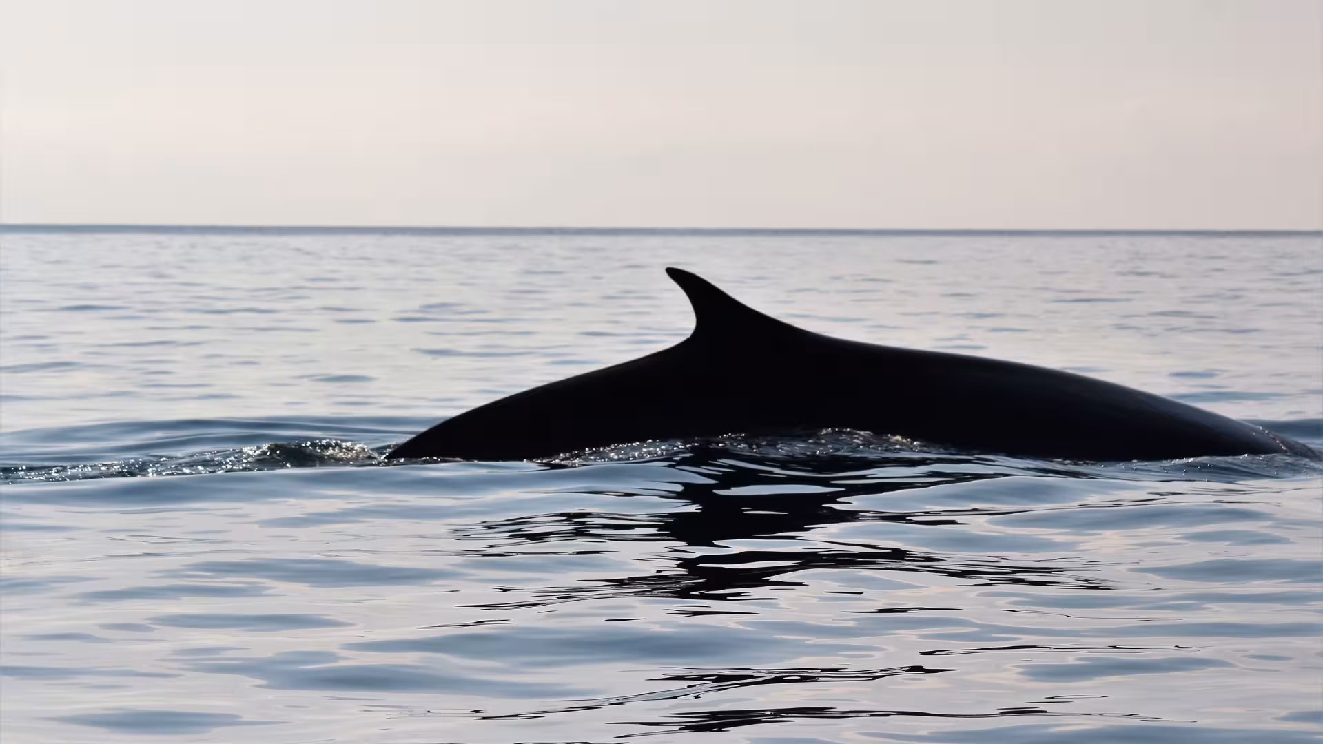 Fin of a dolphin breaking the calm surface of the sea during a RIB excursion from Cala Gonone, Sardinia.