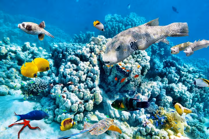 Colorful Red Sea coral reef and tropical fish at Dolphin House, Hurghada snorkeling and dolphin swim tour