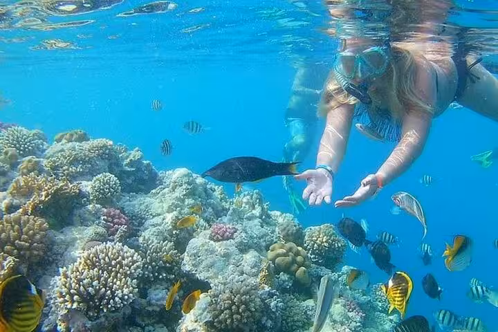 Snorkeler over vibrant coral reef and tropical fish at Dolphin House National Park full-day snorkeling trip