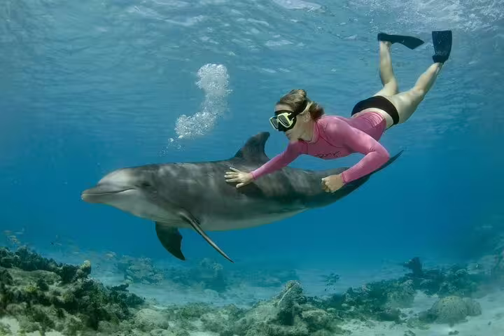 Snorkeler swimming alongside a dolphin at Dolphin House reef on a VIP boat day trip from Hurghada, Red Sea