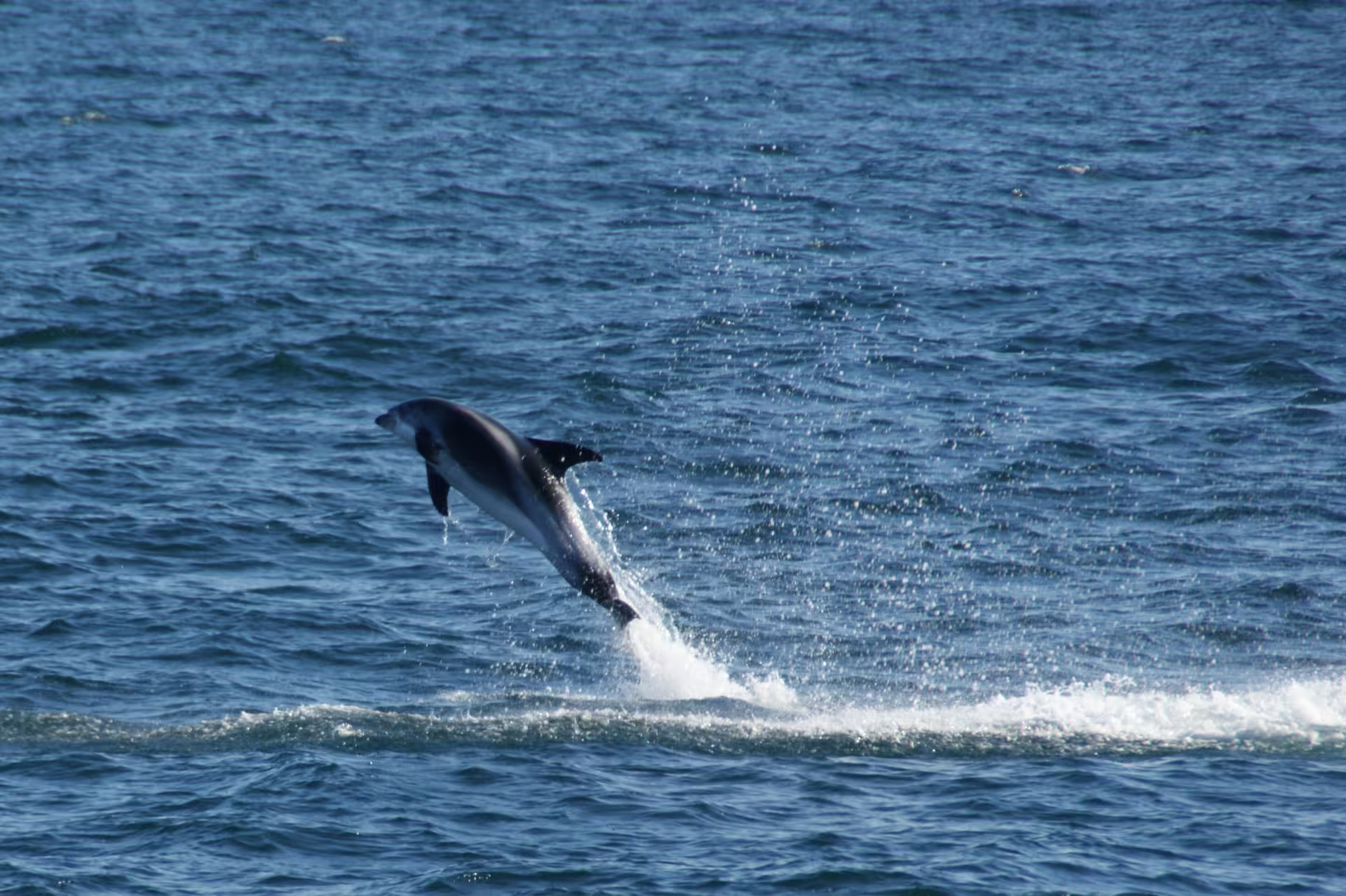 Dolphin leaping out of the ocean waters during whale watching tour in Faxafloi Bay, Reykjavik