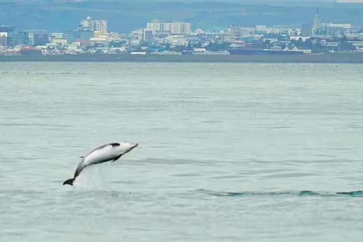 Dolphin leaping out of the ocean near Reykjavik during a whale watching tour
