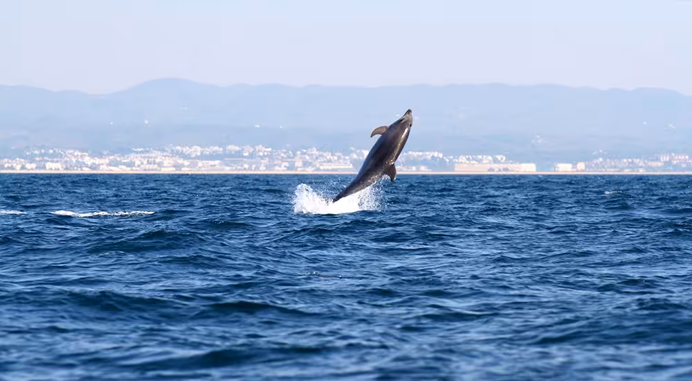 A dolphin leaping high out of the Atlantic Ocean with the Algarve coastline in the background on a Fuzeta dolphin watching boat tour