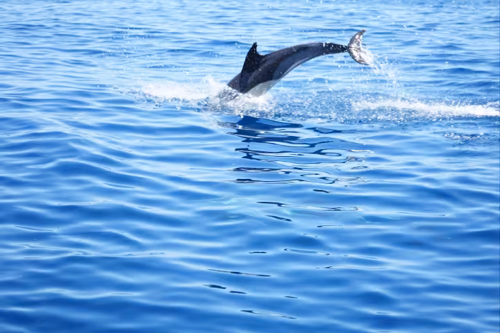 A dolphin gracefully leaping out of the sparkling blue sea during a scenic dolphin watching boat tour from Faro