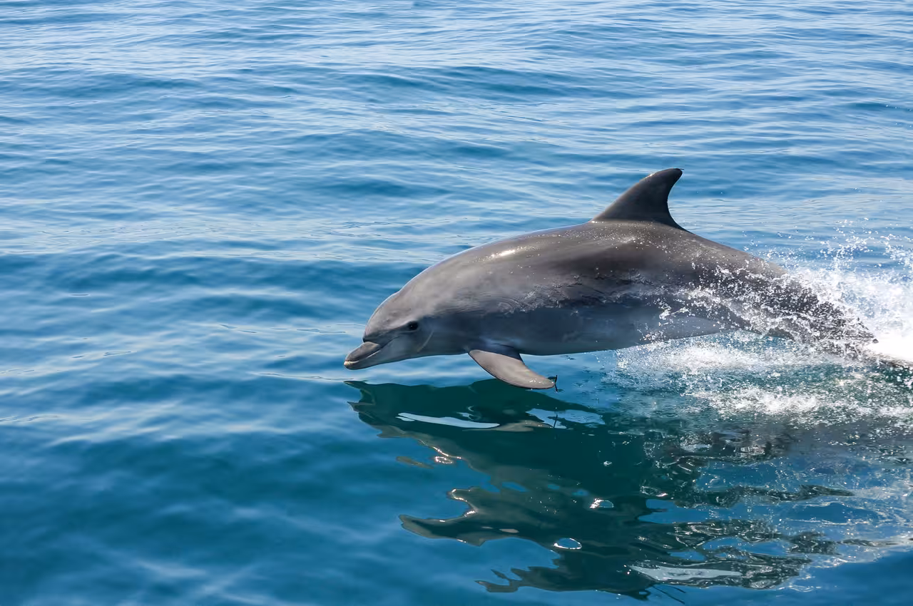 A wild dolphin leaping gracefully out of the sparkling blue Atlantic Ocean during a Lagos catamaran tour.