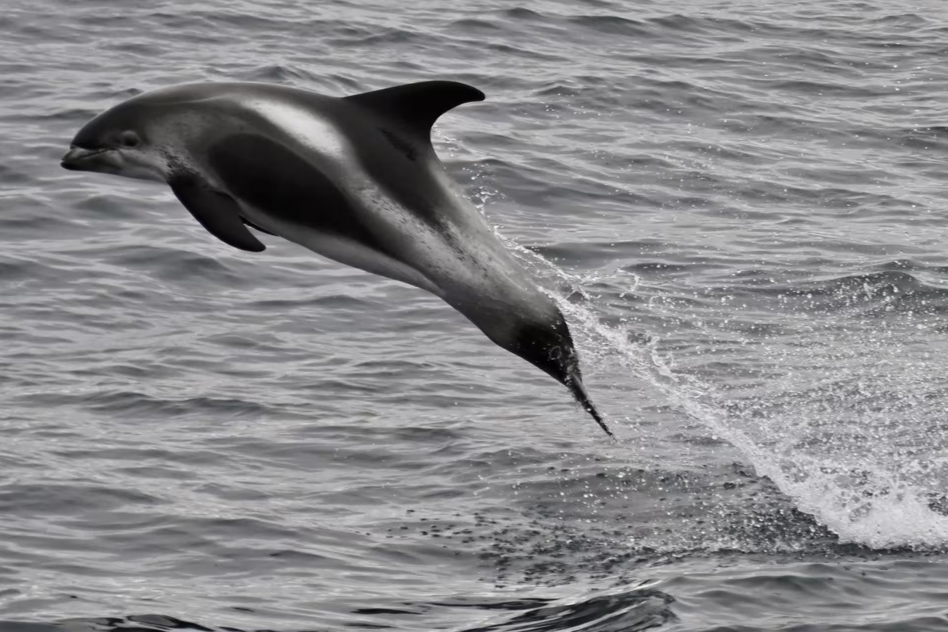 Dolphin leaping out of ocean waters near Reykjavik during whale watching tour