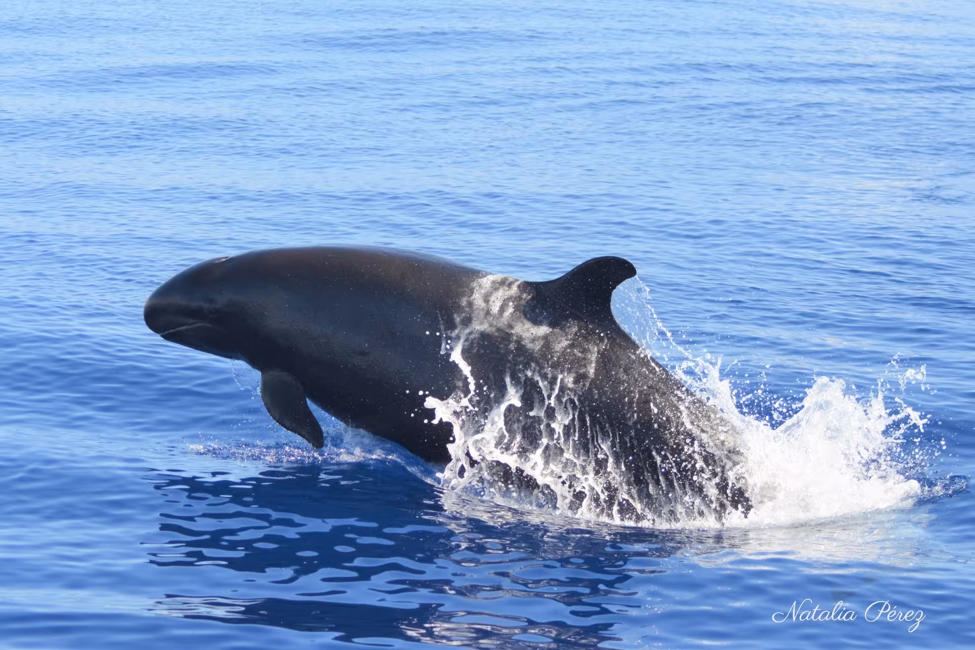 Dolphin leaping from the sea with splash during a half-day whale and dolphin watching excursion