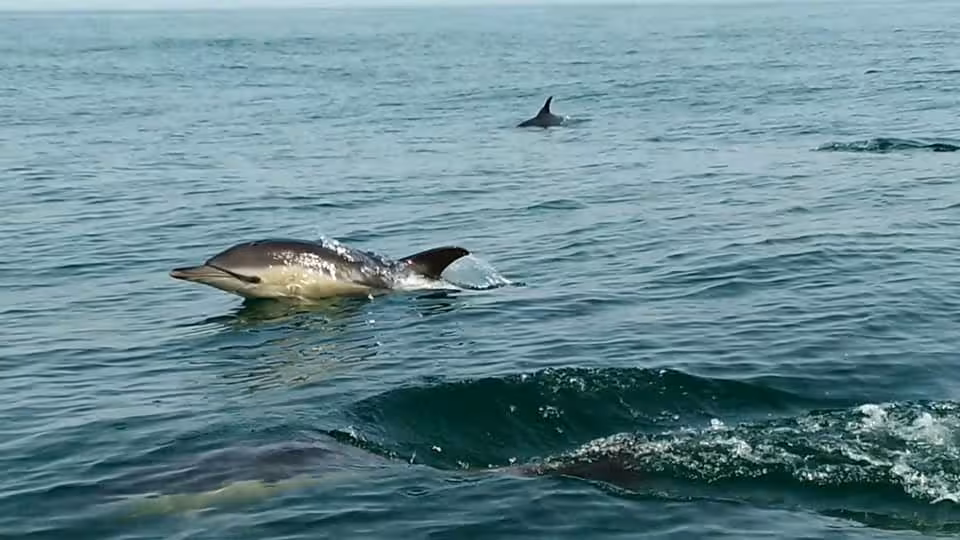 Dolphin leaping through the waves in the ocean, a highlight of any whale watching experience.