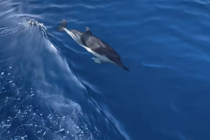 Dolphin Morning boat trip view of a dolphin swimming in the wake, perfect for morning dolphin watching