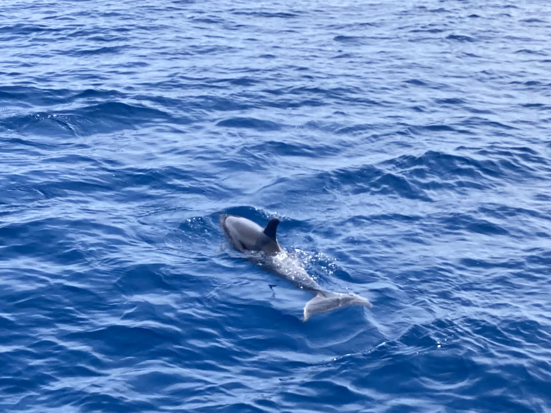 Dolphin Morning boat trip spotting a dolphin surfacing in deep blue sea, wildlife watching on open water