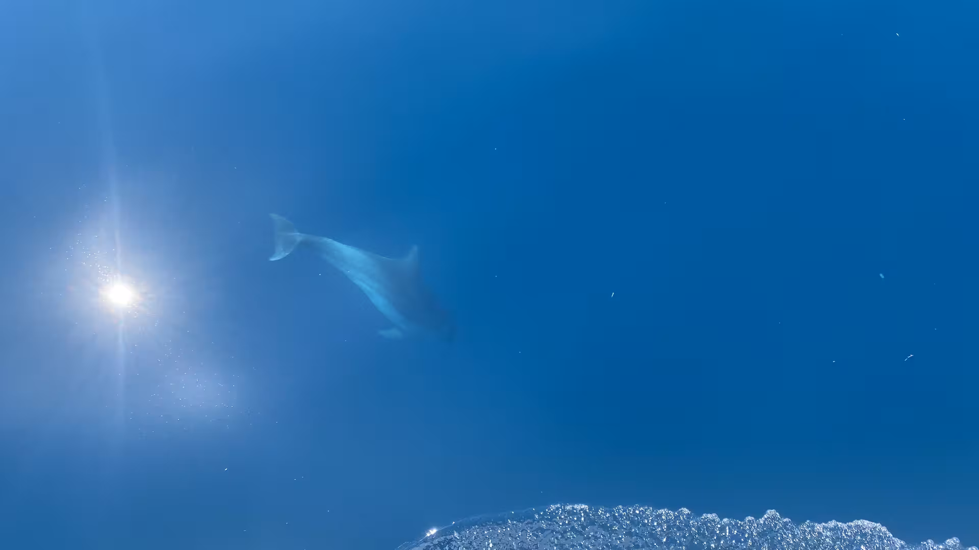 Dolphin Morning snorkeling view of a dolphin gliding underwater in clear blue ocean with sun rays above