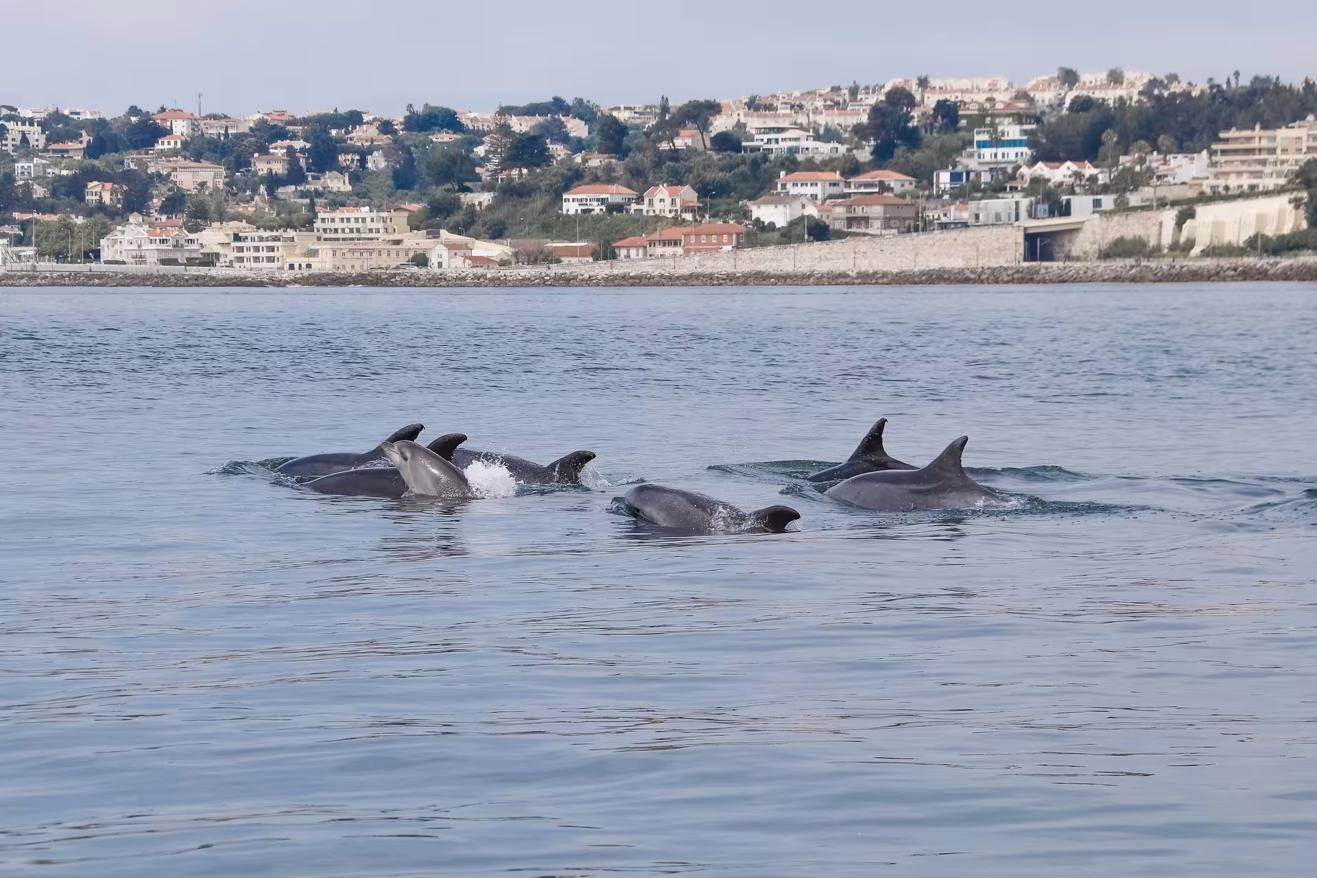 Pod of dolphins swimming near the Lisbon coastline during a dolphin watching tour on calm Atlantic waters