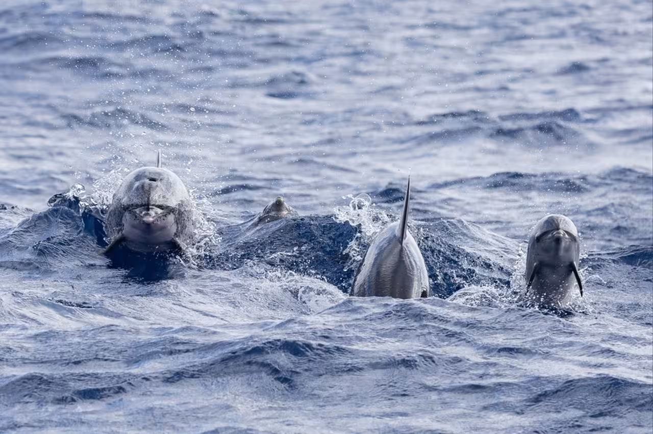 Pod of dolphins surfacing in open ocean on Vila Franca do Campo half-day dolphin watching tour in the Azores