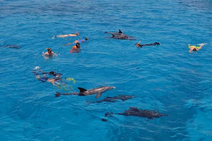 Group snorkeling with wild dolphins in crystal-clear Red Sea water on a Hurghada dolphin swim and snorkel trip