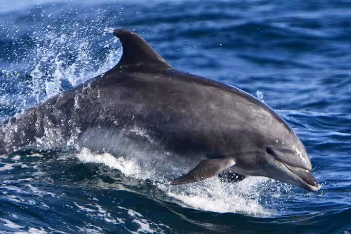 Close-up of a dolphin surfacing in the Red Sea on Dolphin House snorkeling day trip by VIP boat from Hurghada