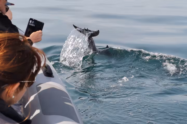 Dolphin surfacing beside RIB on Albufeira Marina dolphin watching tour, Algarve coast near Benagil caves