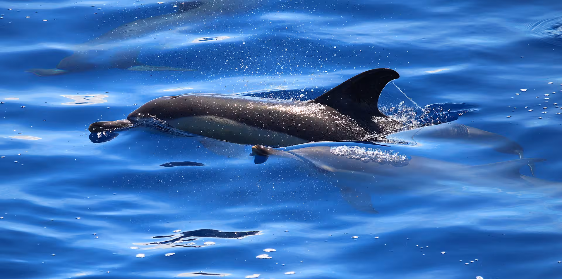 Close-up dolphin gliding in blue Azores waters on a swimming with dolphins excursion from São Miguel