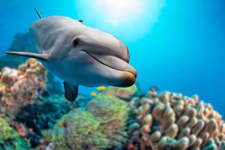 Close-up dolphin swimming over coral gardens at Sataya Dolphin House, Marsa Alam VIP snorkeling excursion
