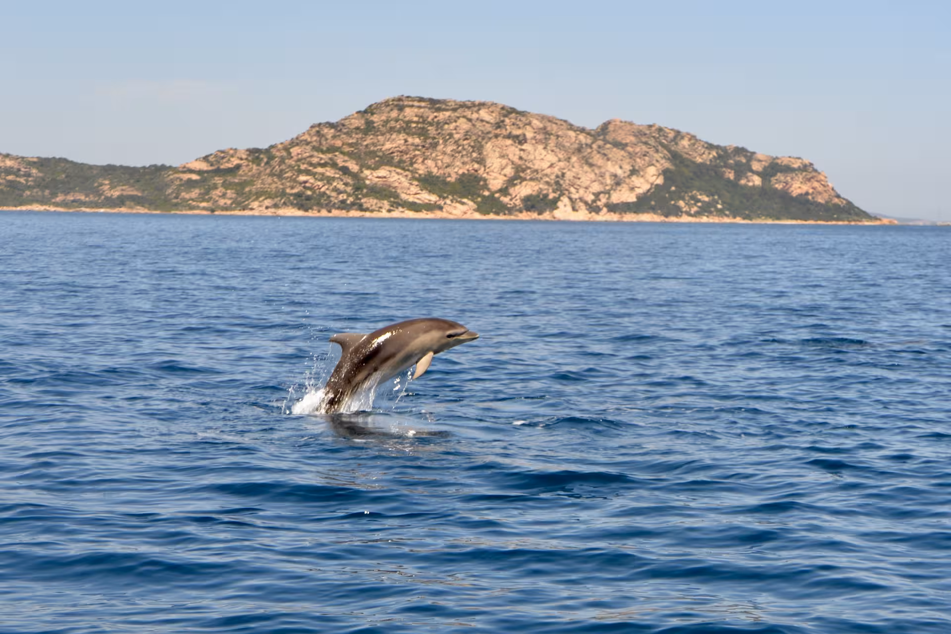 Dolphin leaping from the sea near Tavolara Island, a highlight of Olbia sailing tours and marine life exploration.