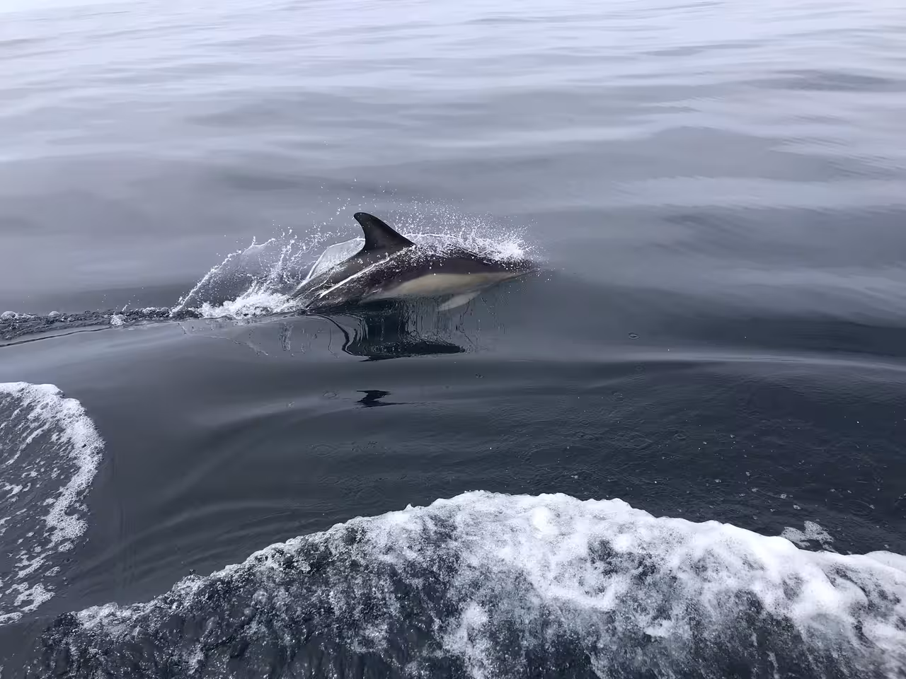 Dolphin gracefully swims alongside a boat, creating a thrilling experience for dolphin watching enthusiasts.
