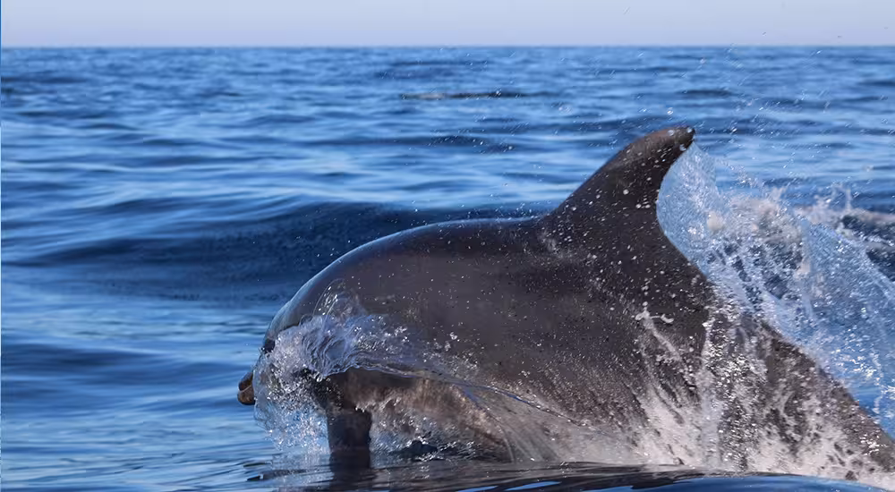 A wild dolphin leaping through blue Atlantic waters on an Algarve dolphin watching boat tour from Fuzeta