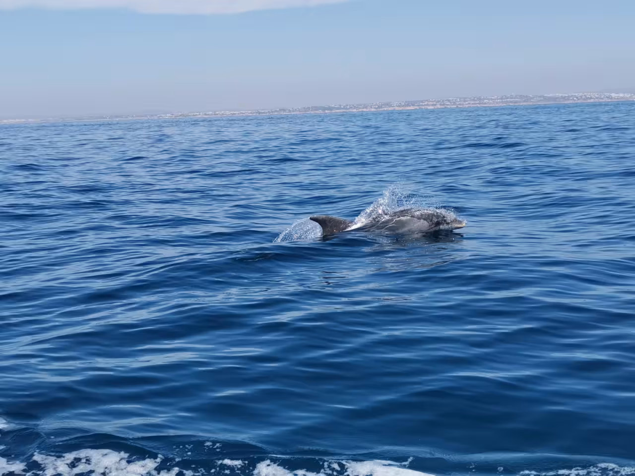 Wild dolphin surfacing in deep blue Atlantic Ocean during dolphin watching catamaran tour near Albufeira Algarve coastline