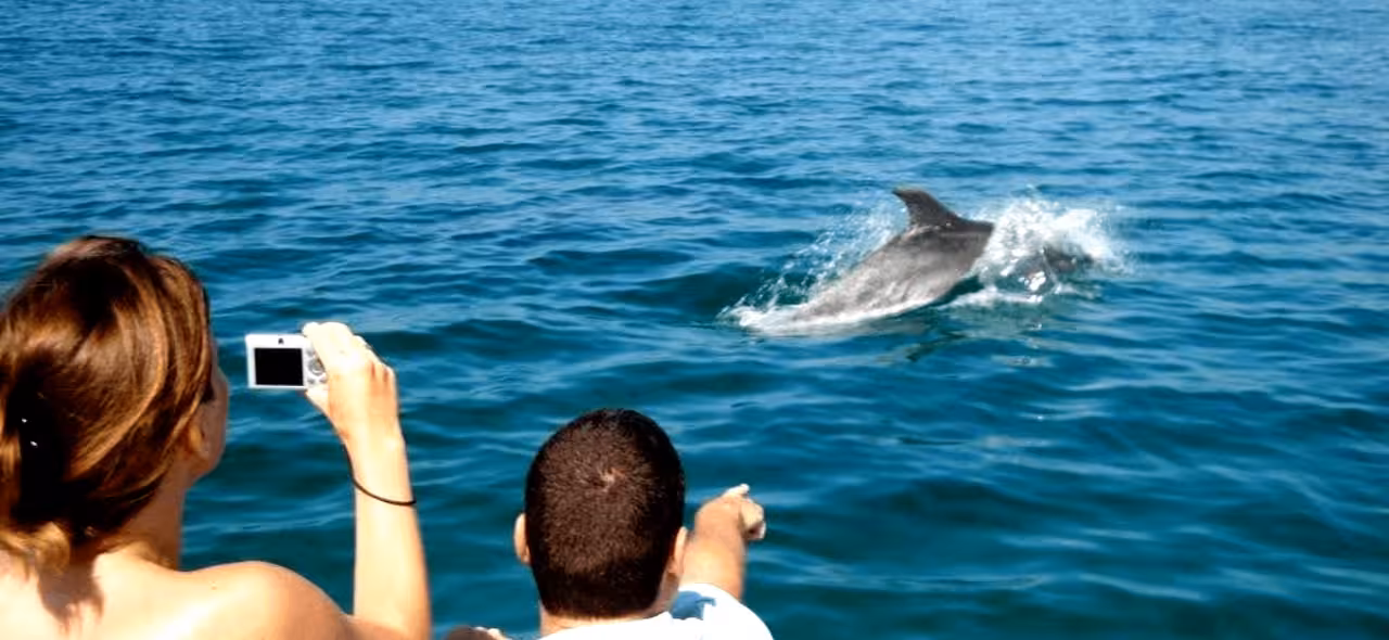 Guests spot a dolphin surfacing beside the boat on the Dolphin Watching + 2 Islands Tour at sea