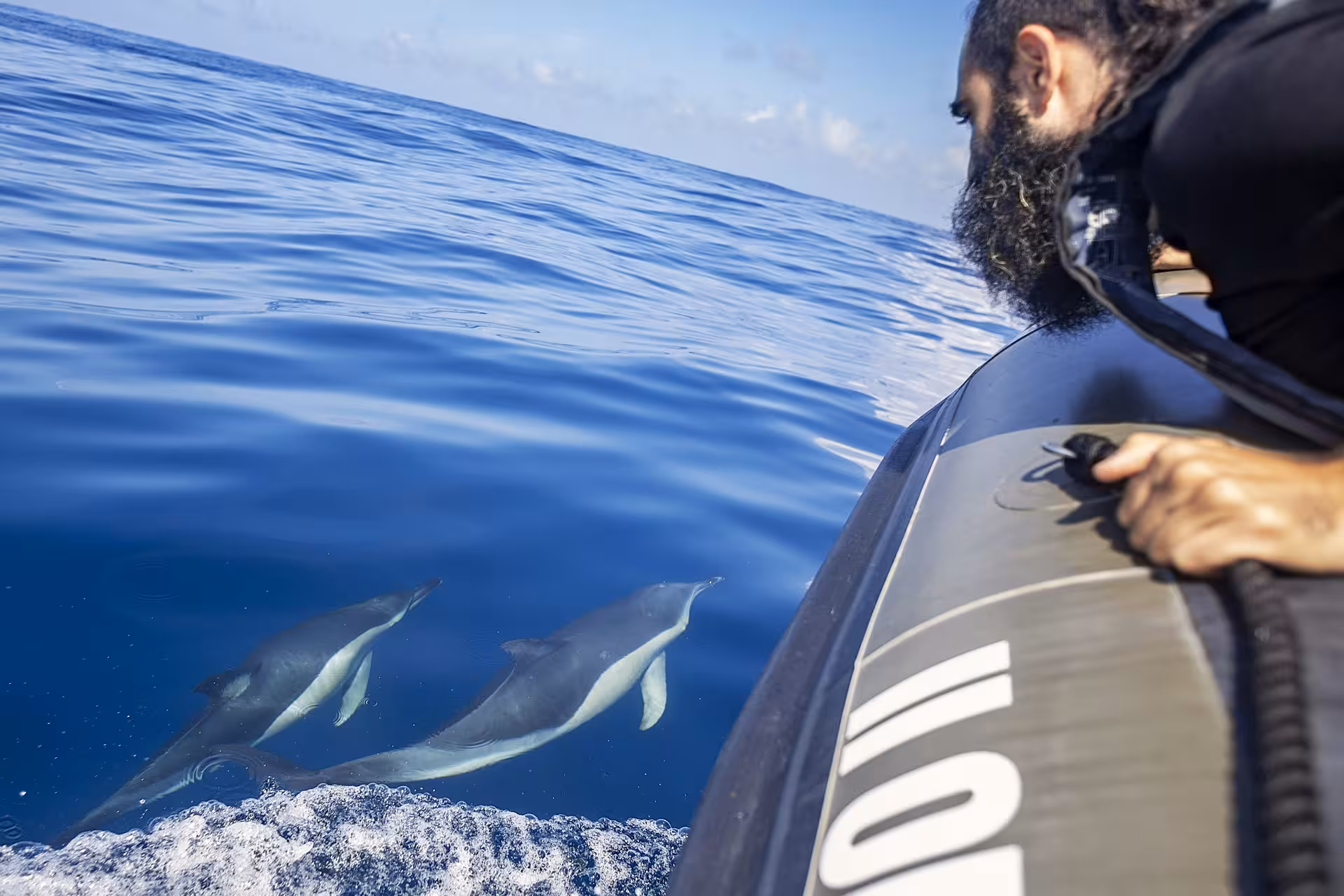 Guests on a RIB speedboat spot dolphins swimming alongside during a Lisbon dolphin watching tour on the Atlantic