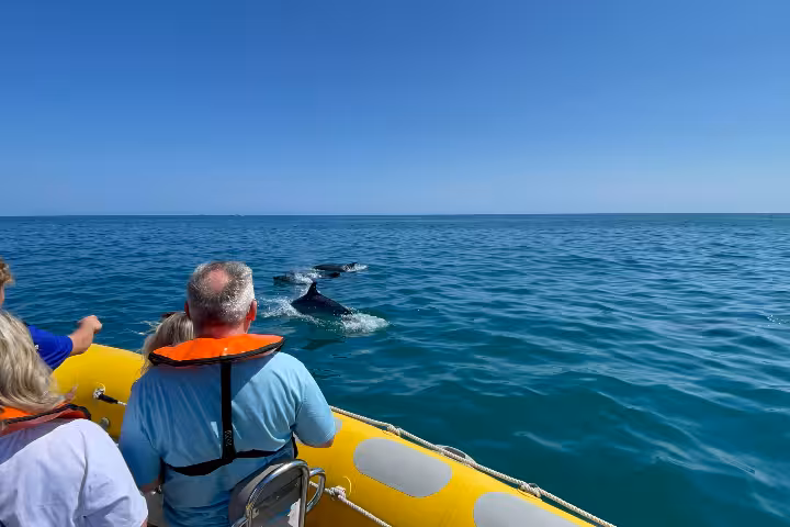 Wildlife watching by boat as guests spot dolphins swimming near a yellow RIB on a calm ocean cruise