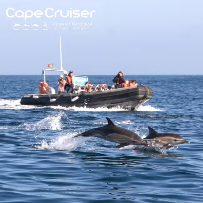 Tourists enjoy a thrilling dolphin watching tour with playful dolphins near a boat in crystal-clear waters.
