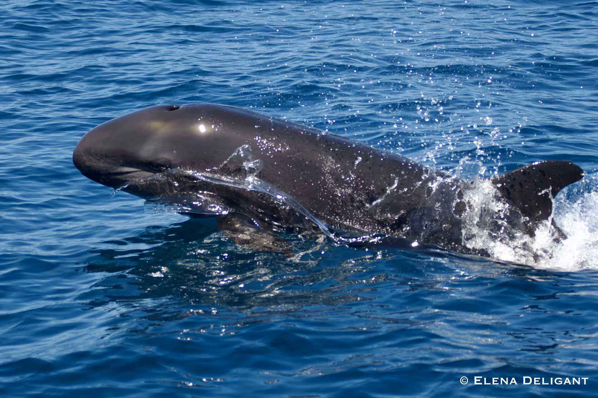 Dolphin emerges from the ocean, capturing marine beauty on our biologist-guided dolphin sighting adventure.