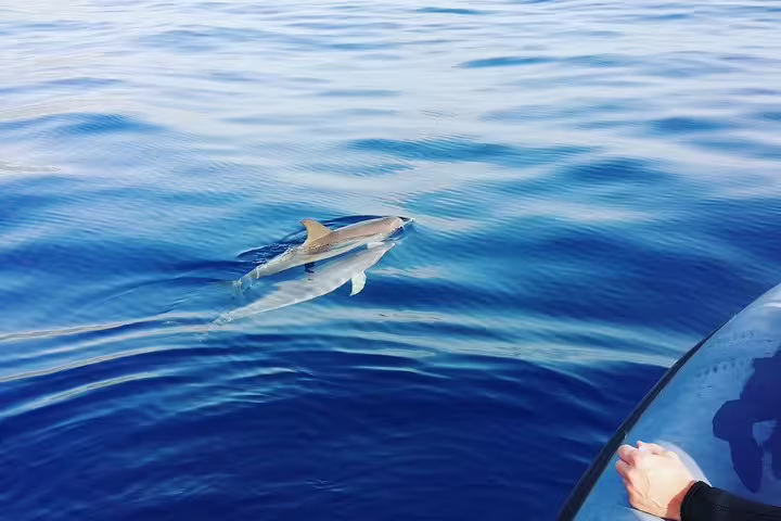 Dolphin swimming near a boat on a serene whale and dolphin watching tour in Funchal, perfect for marine life enthusiasts.