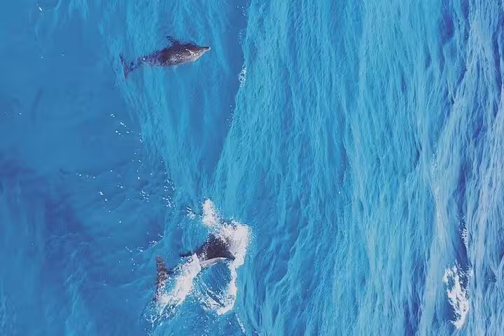 Wild dolphins swimming in turquoise Red Sea near Hurghada, perfect for dolphin snorkeling and banana boat tour