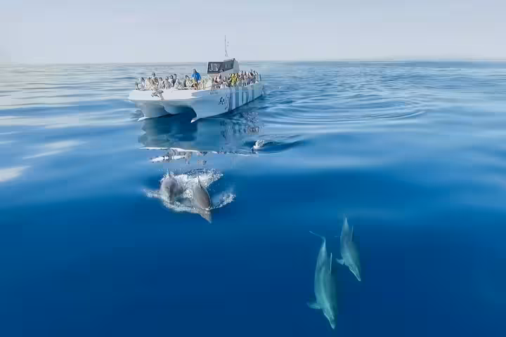 dolphins-catamaran-belize-terceiro: Albufeira catamaran tour to Benagil Cave with dolphin watching