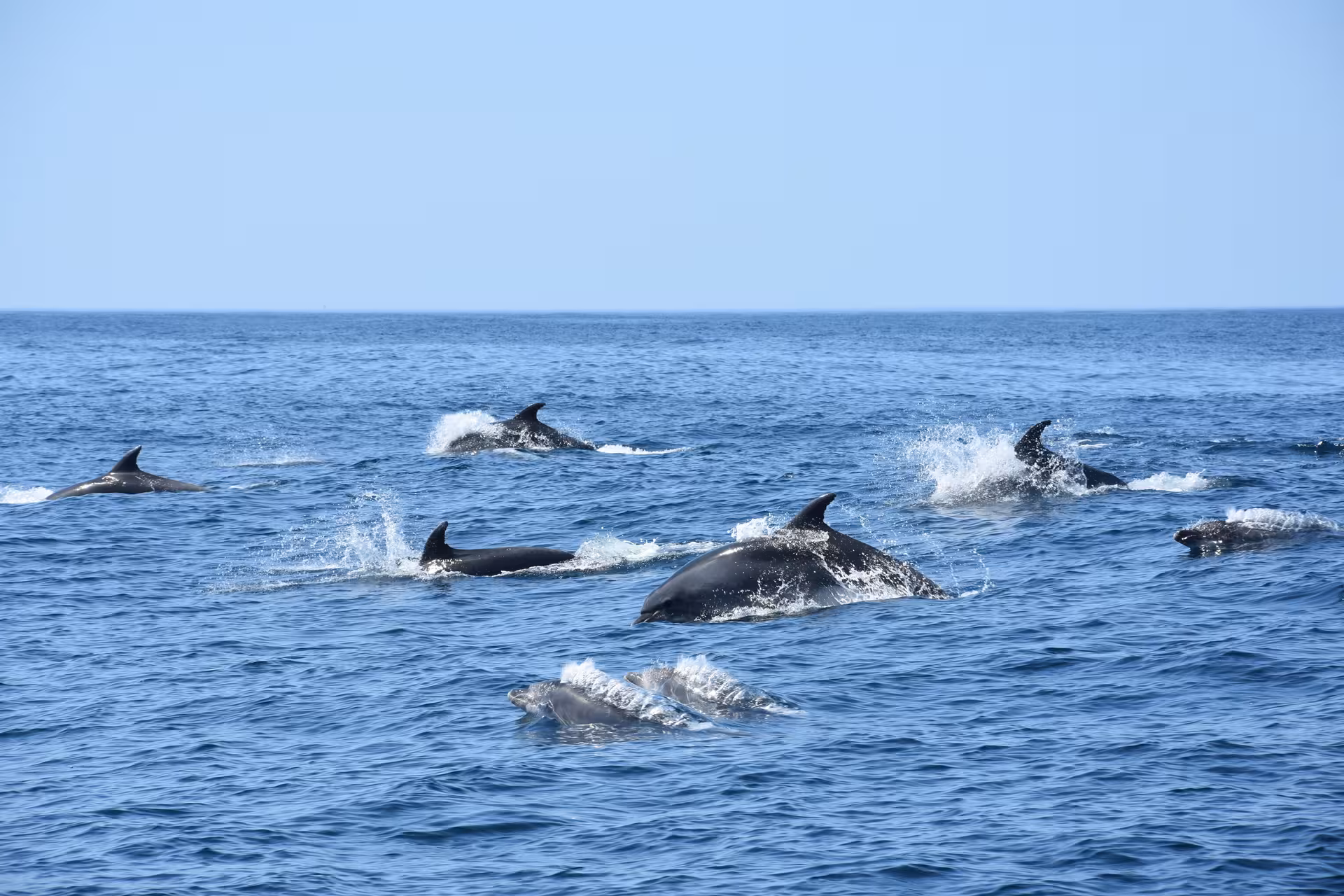 A playful pod of dolphins swimming in the open ocean, perfect for a thrilling wildlife and cave exploration tour.
