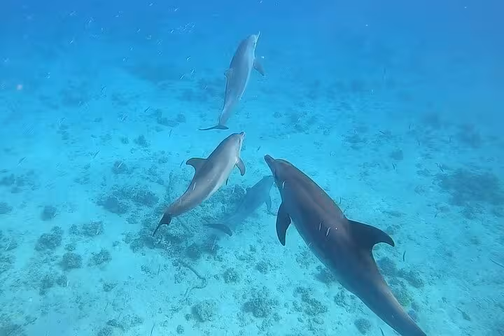Pod of wild dolphins cruising over coral seabed at Dolphin House, Hurghada snorkeling trip with lunch