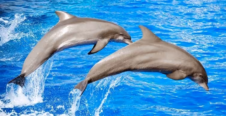 Two dolphins leaping out of bright blue water at Dolphin House Hurghada