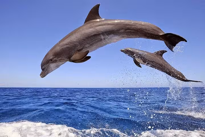 Dolphins jumping in the Red Sea near Hurghada on Dolphin House snorkeling cruise, ideal for dolphin watching and lunch