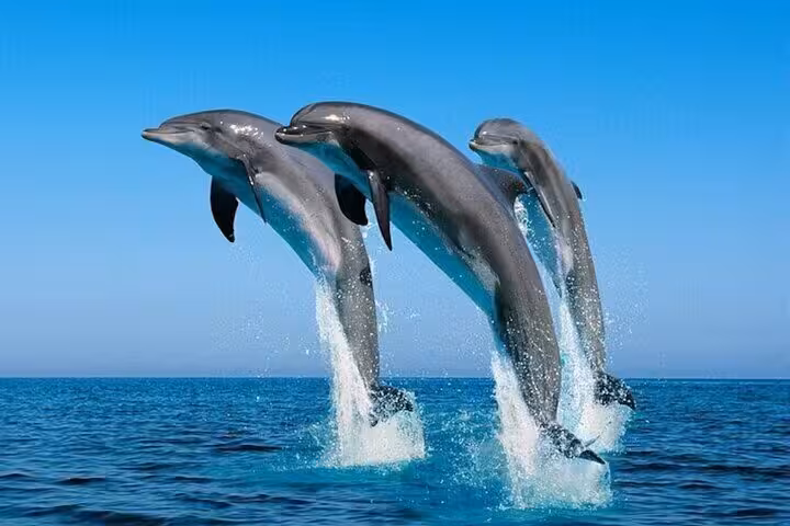 Three dolphins jumping above the Red Sea near Hurghada, a highlight of the Dolphin House snorkeling cruise with lunch