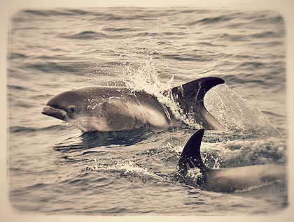 Dolphins leaping through ocean waves during Reykjavik whale watching boat tour