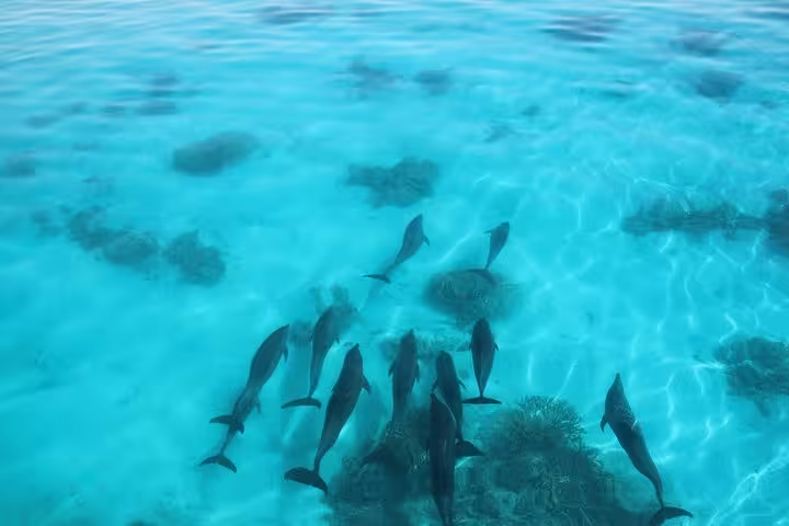 Aerial view of dolphins in shallow crystal-clear lagoon, ideal for swim with dolphins experience and banana boat ride