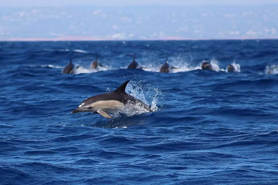 Wild dolphins leaping through the blue Atlantic Ocean on a dolphin watching boat tour in Lagos Algarve