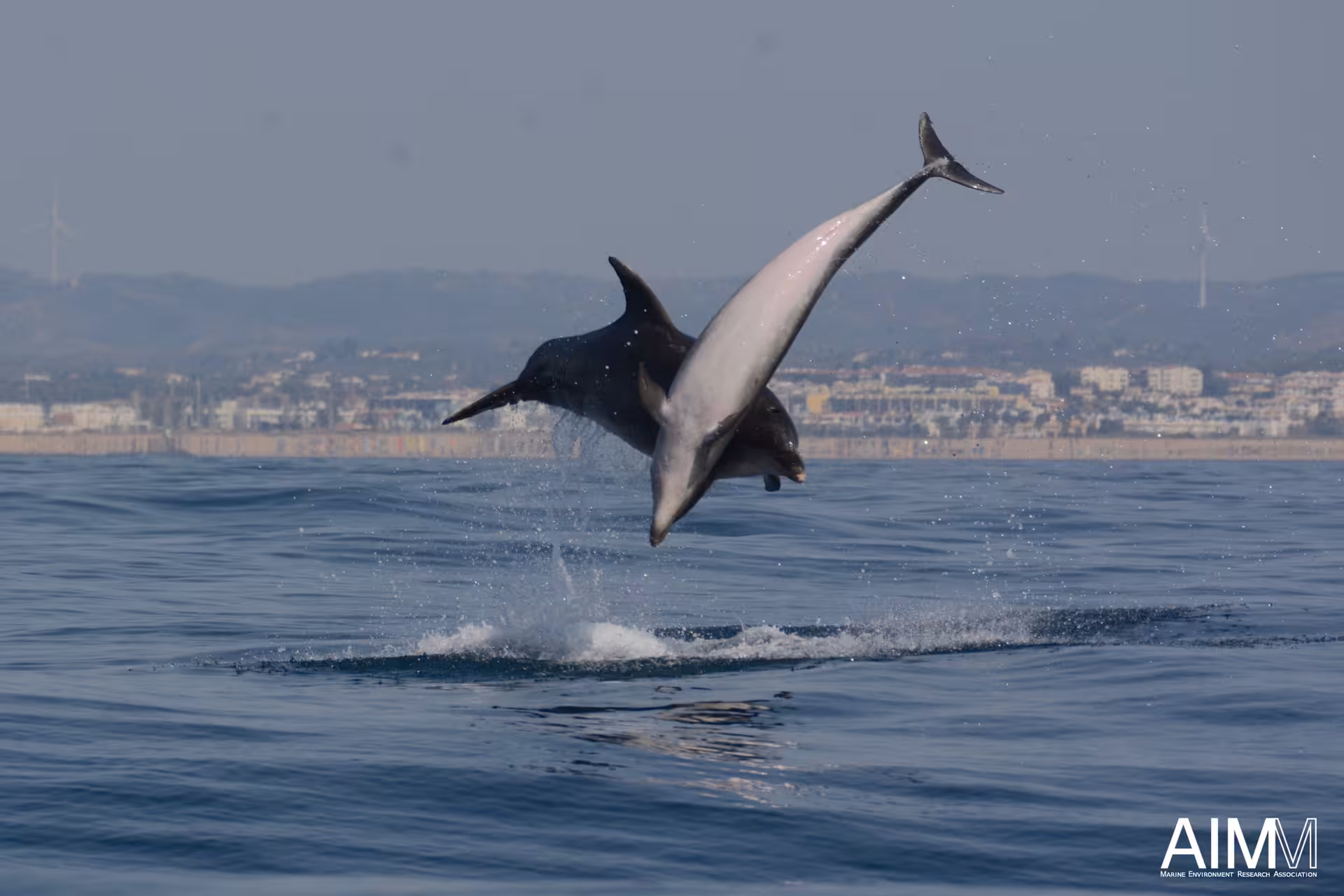 Two dolphins leaping dramatically from the Atlantic near coastal cliffs on our guided EXPEDITION Dolphins & Marine Wildlife cruise