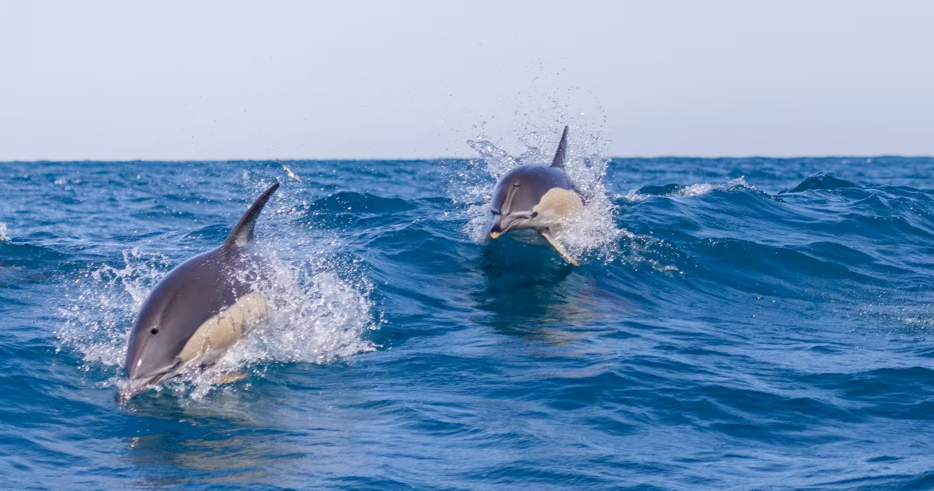 Two dolphins leaping through Atlantic waves on a Lisbon dolphin watching boat tour along the Tagus coast