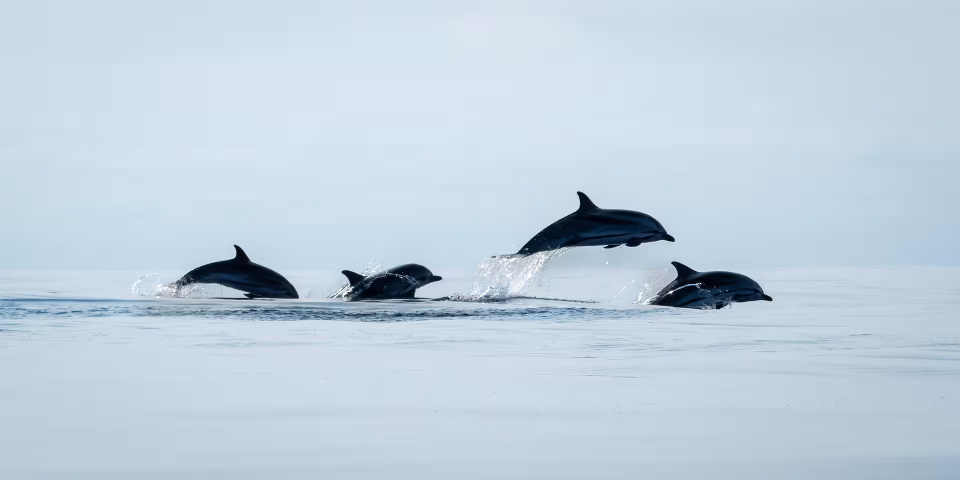 Pod of dolphins leaping over calm sea during full-day Maritime Experience boat tour with lunch and marine wildlife
