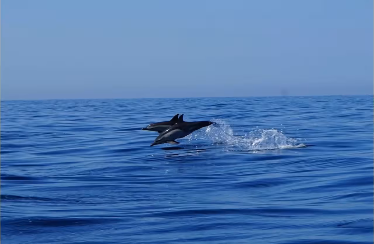 Two dolphins leaping above the blue Atlantic Ocean on a Ria Formosa sunset dolphin watching boat tour from Faro