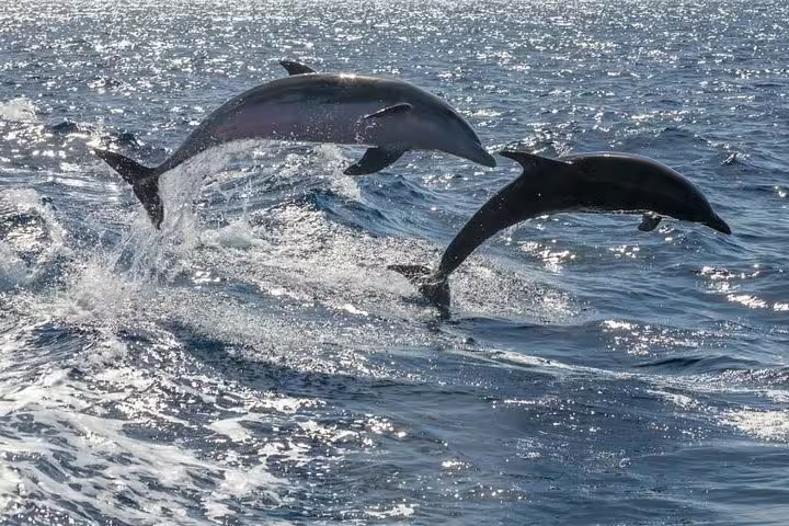 Two dolphins leaping joyfully out of the ocean near Costa Adeje on a thrilling whale watching catamaran tour.