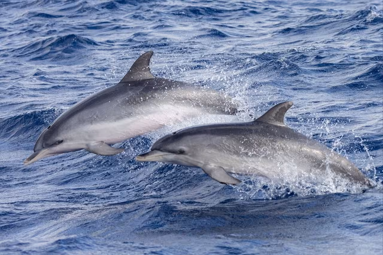 Two dolphins leaping beside the boat on a half-day whale and dolphin watching trip from Vila Franca do Campo, Azores