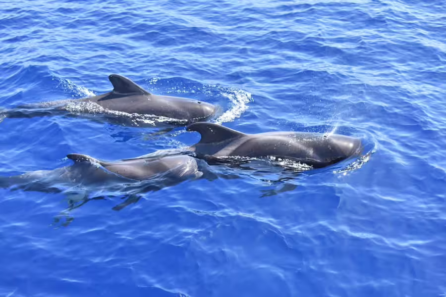 Three dolphins gracefully swimming in the vibrant blue waters near Los Gigantes on a whale watching catamaran tour.