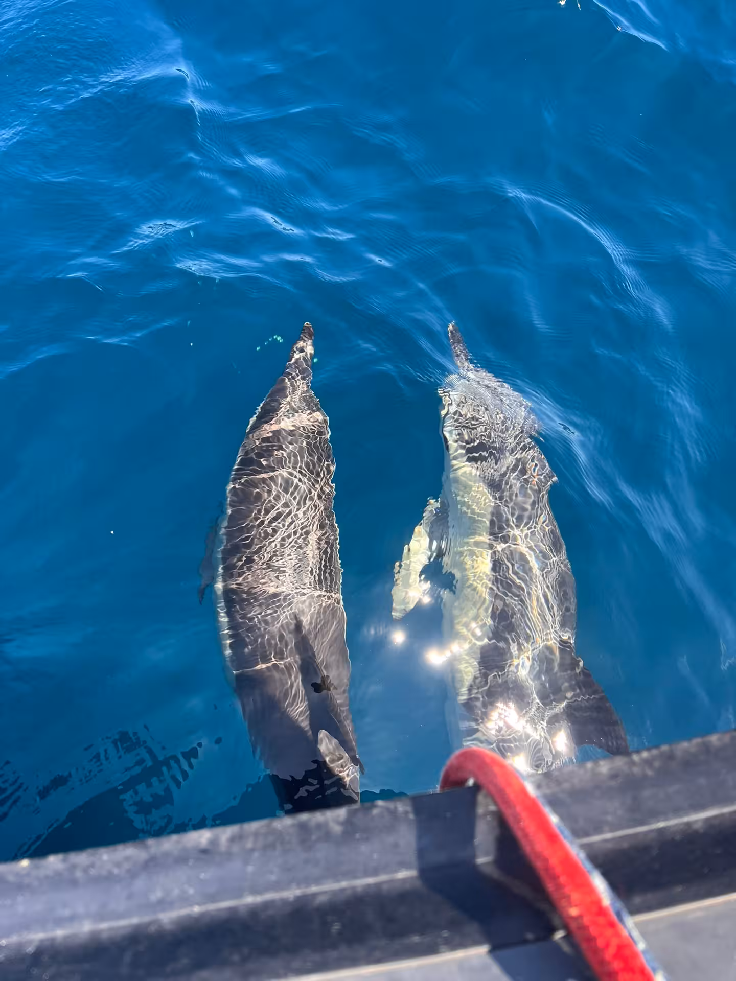Wild dolphins swim alongside a boat in crystal-clear Algarve waters on a NEW Dolphins & Ponta da Piedade tour